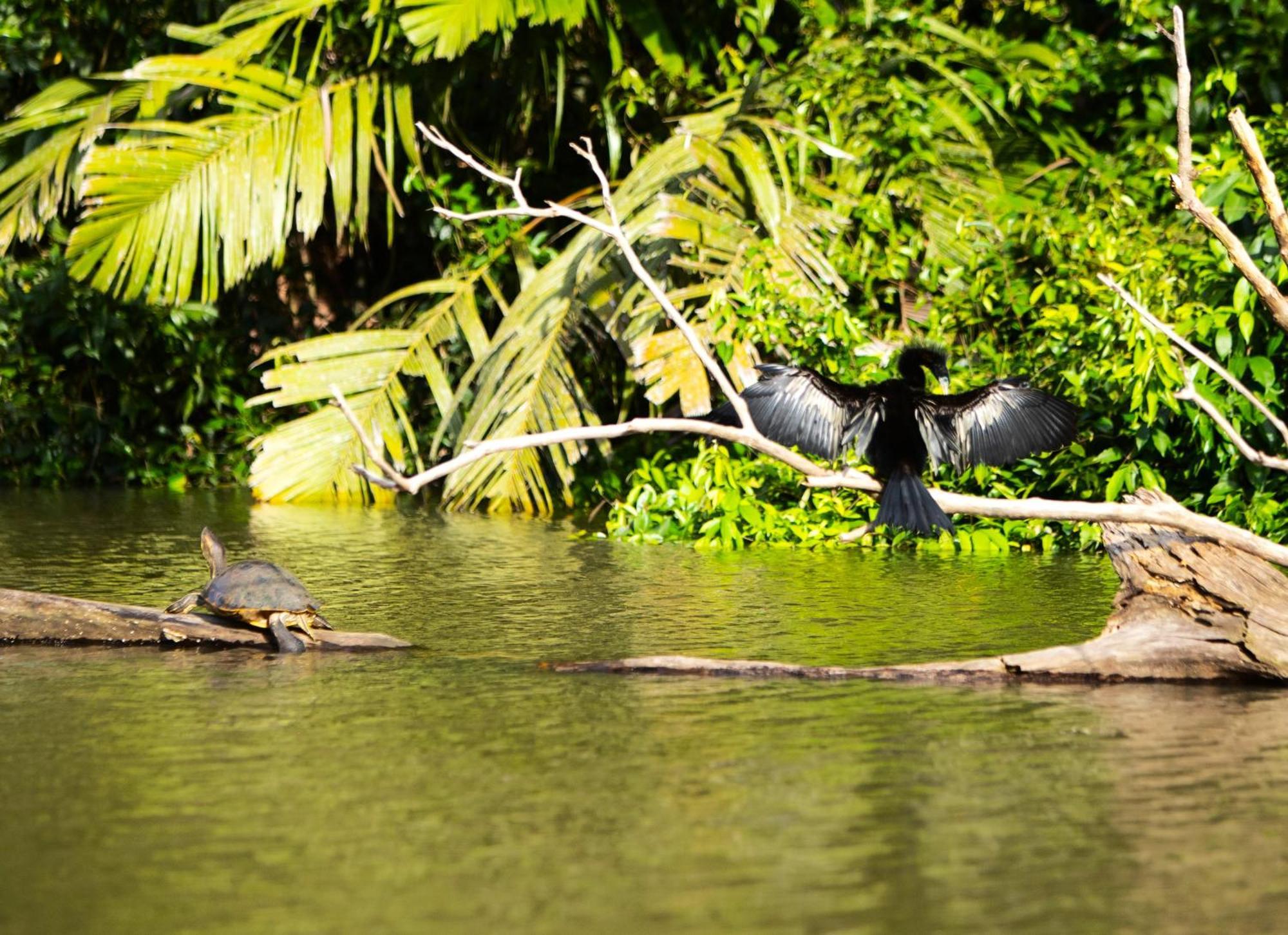 Aninga Lodge Tortuguero Buitenkant foto