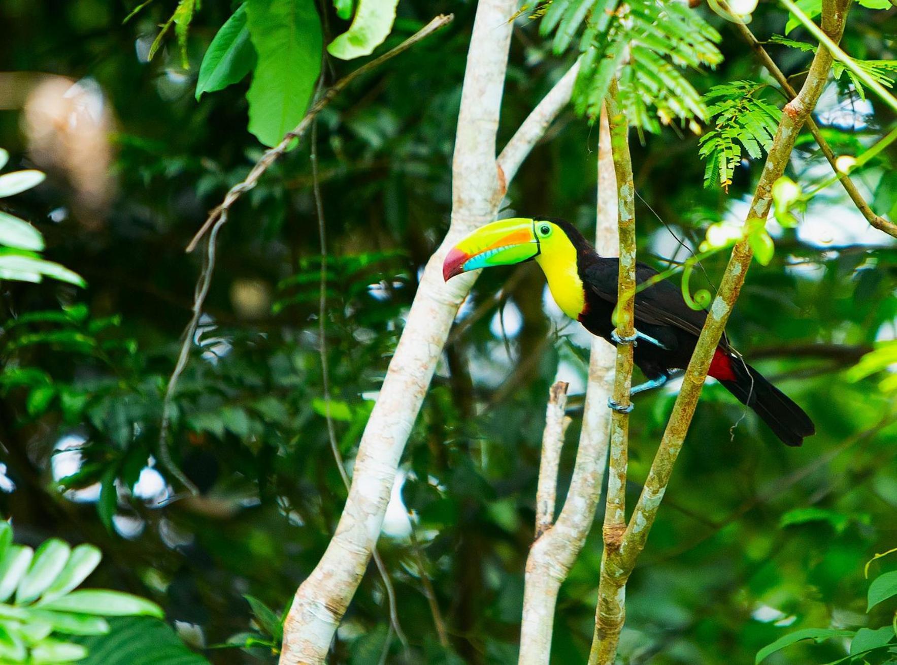 Aninga Lodge Tortuguero Buitenkant foto