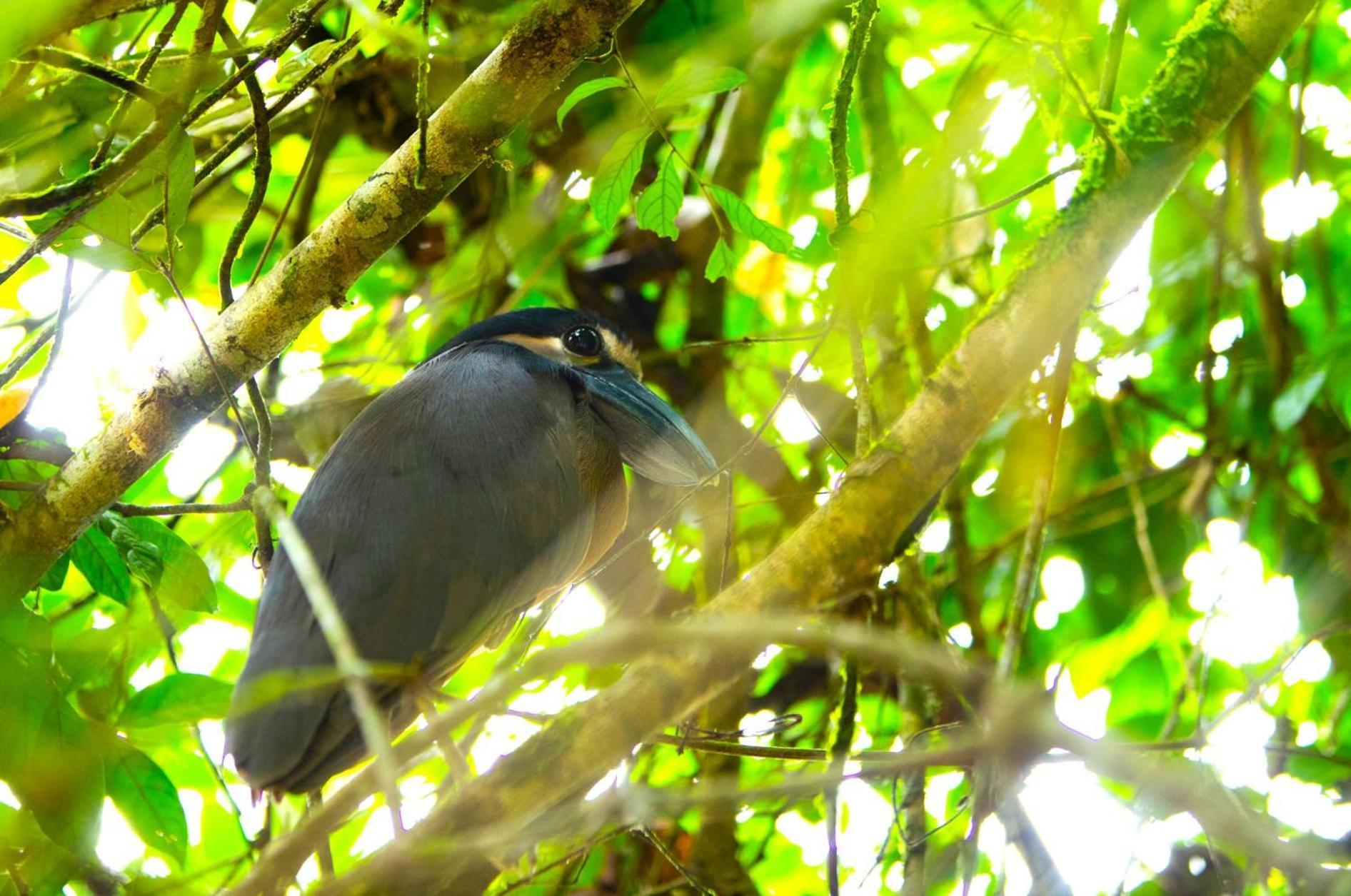 Aninga Lodge Tortuguero Buitenkant foto